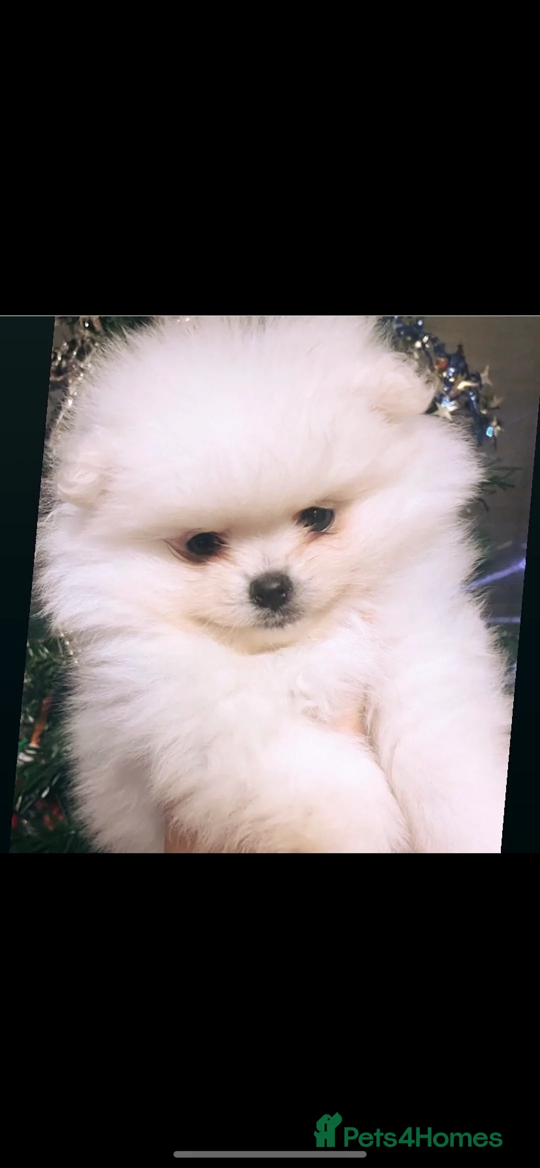 Pomeranian dogs for stud: Chaio Li Ya top champion lines stud dog kc reg in Ferryhill - Advert 8
