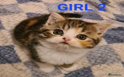 Persian cats for sale: Beautiful Persian X BSH Kittens  - Image 21