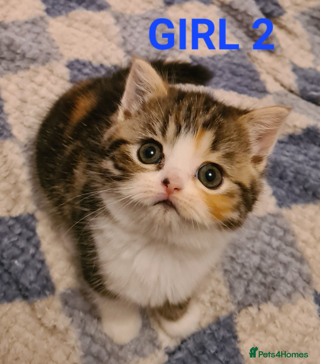 Persian cats for sale: Beautiful Persian X BSH Kittens  - Image 21