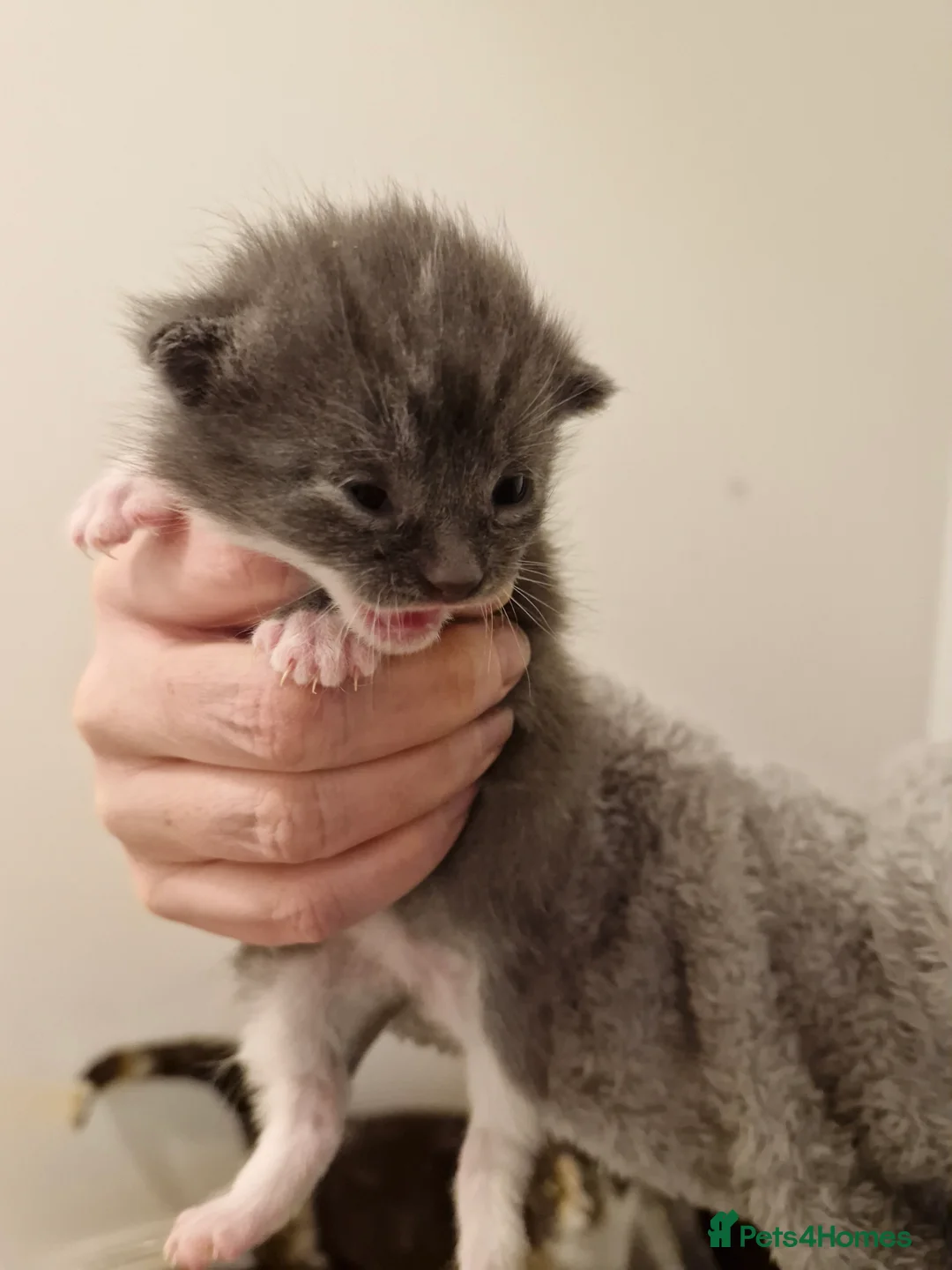 Mixed Breed cats for sale: Bengal BSH Cross Kittens - Advert 9