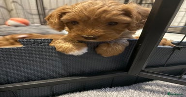 Cavapoo dogs - Advert 4