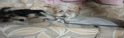 Yorkiepoo dogs for sale: Yorkie jack in Burton-on-Trent - Advert 2
