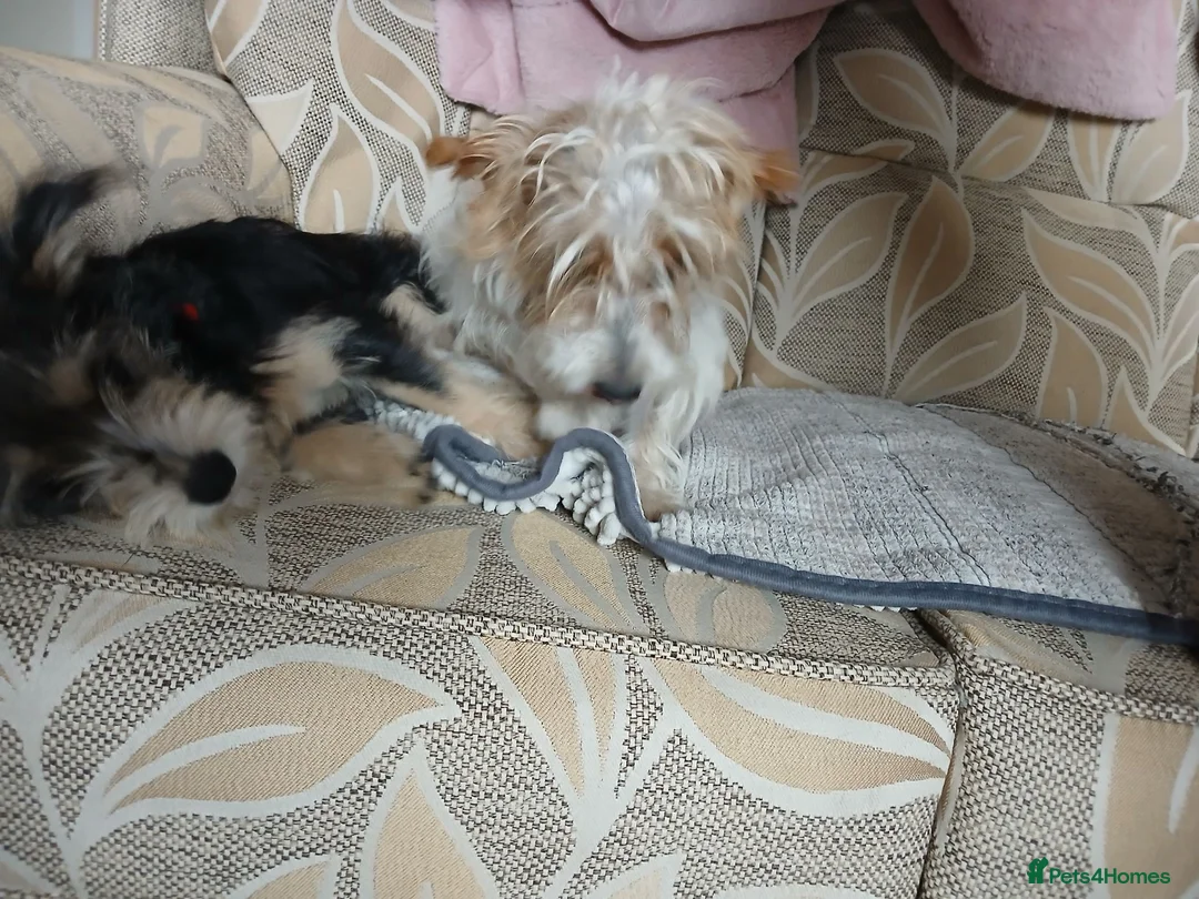 Yorkiepoo dogs for sale: Yorkie jack in Burton-on-Trent - Advert 2