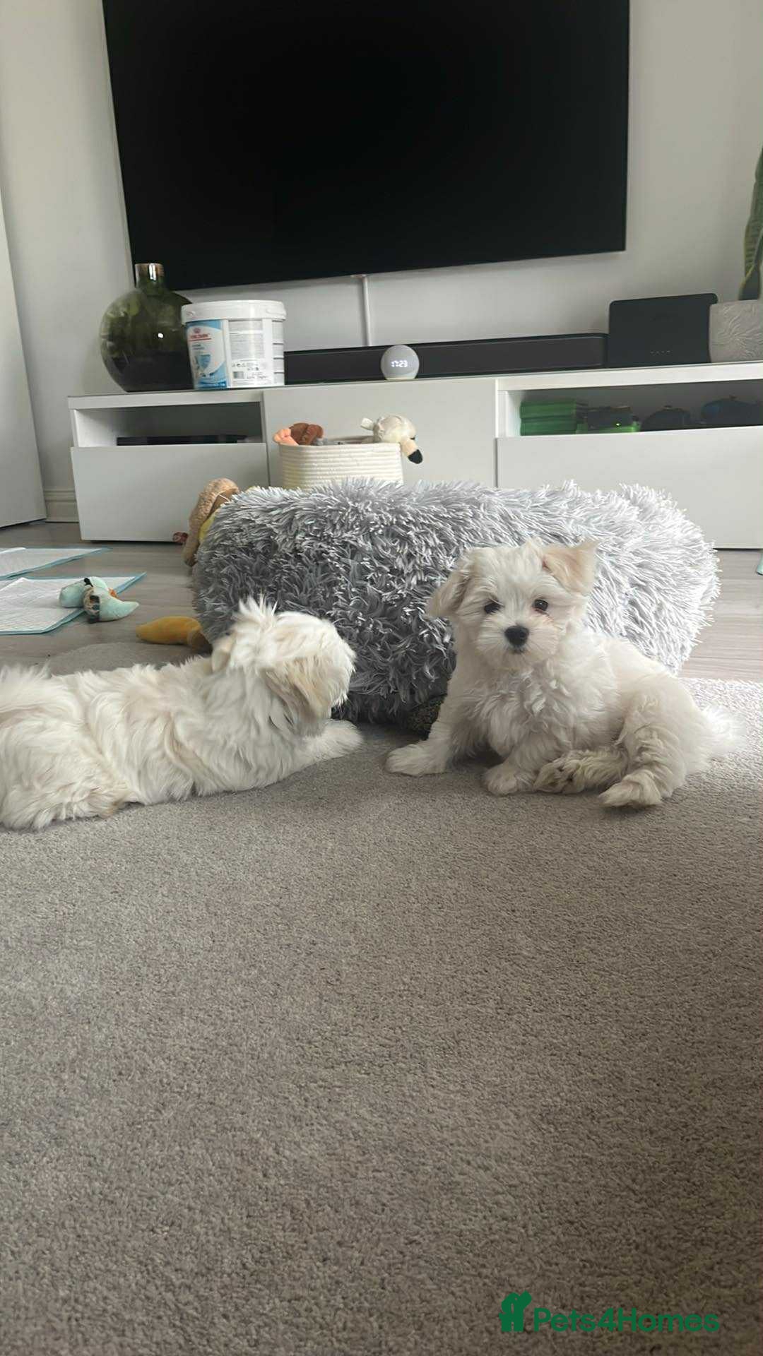 Maltese dogs for sale: Beautiful Maltese puppies  - Image 5