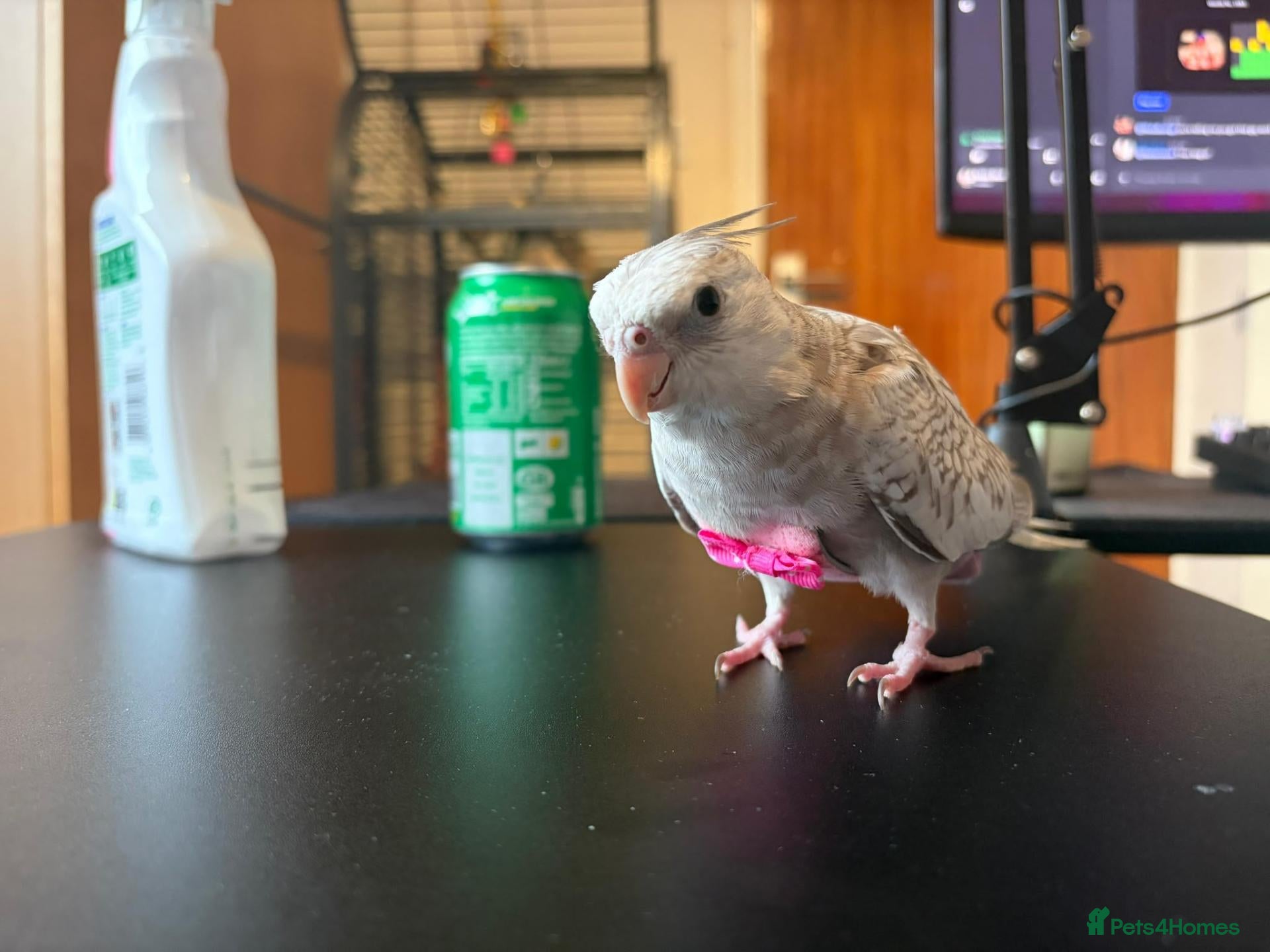Cockatiels birds Beuno :) - Advert 1