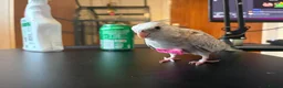 Cockatiels birds for sale: Beuno :) - Advert 1