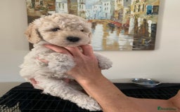 Mixed Breed dogs for sale: Mini/Toy Poodle pups - Image 4