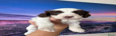 Jess