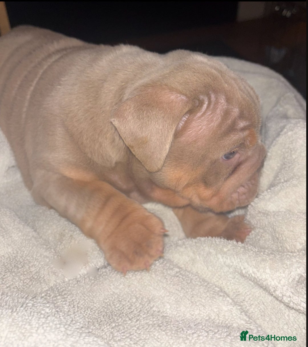English Bulldog dogs for sale: 2 English bulldog 'lilac' puppies READY 8TH DEC 25 - Advert 27