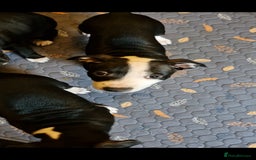 Staffordshire Bull Terrier dogs for sale: From Our Family to Yours - Image 11