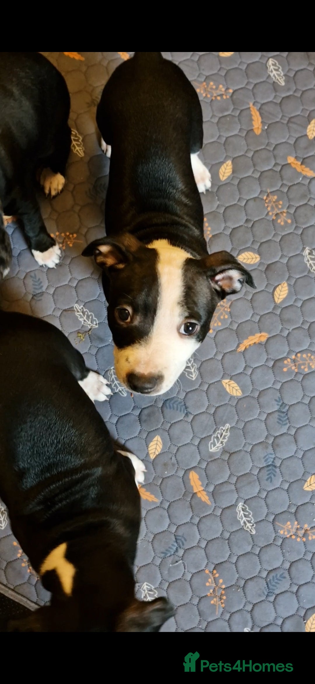 Staffordshire Bull Terrier dogs for sale: From Our Family to Yours - Image 11