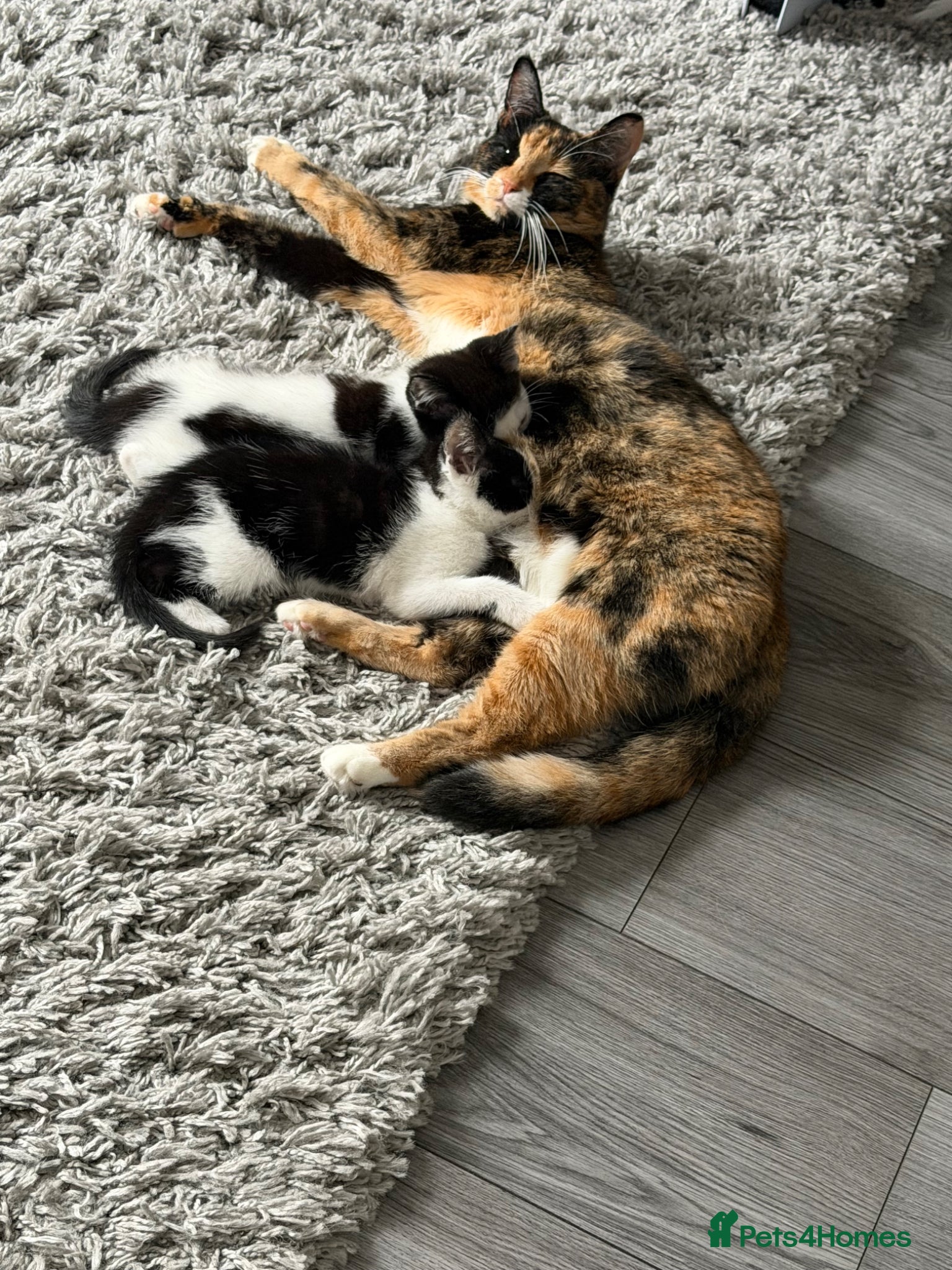 Mixed Breed cats 5 lovely kittens for sale  - Advert 1