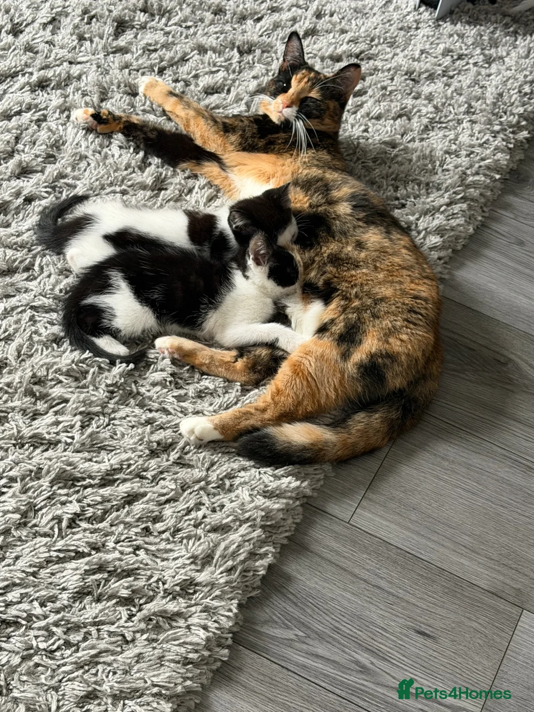 Mixed Breed cats for sale: 5 lovely kittens for sale  - Advert 1