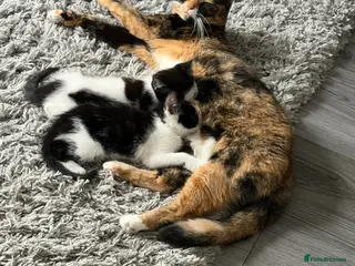 Mixed Breed cats 5 lovely kittens for sale - Advert 5