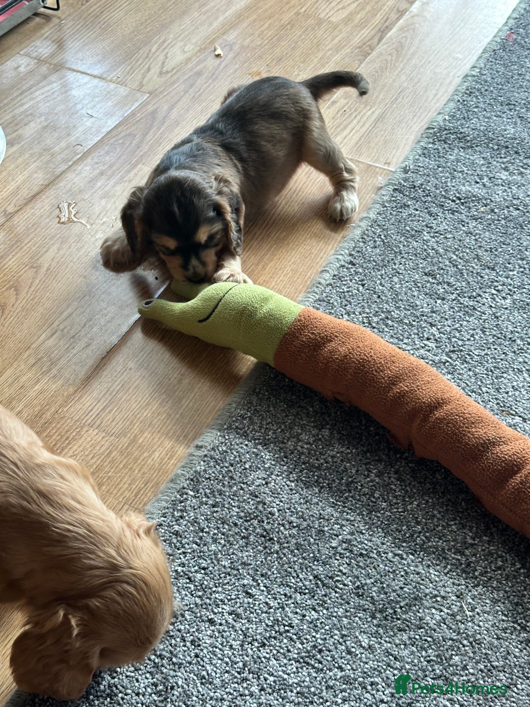 Cocker Spaniel dogs for sale: Handsome boys - Image 10