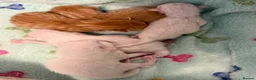 Mixed Breed cats for sale: ** 2 ginger Girls & 3 pure white girls ** - Advert 12