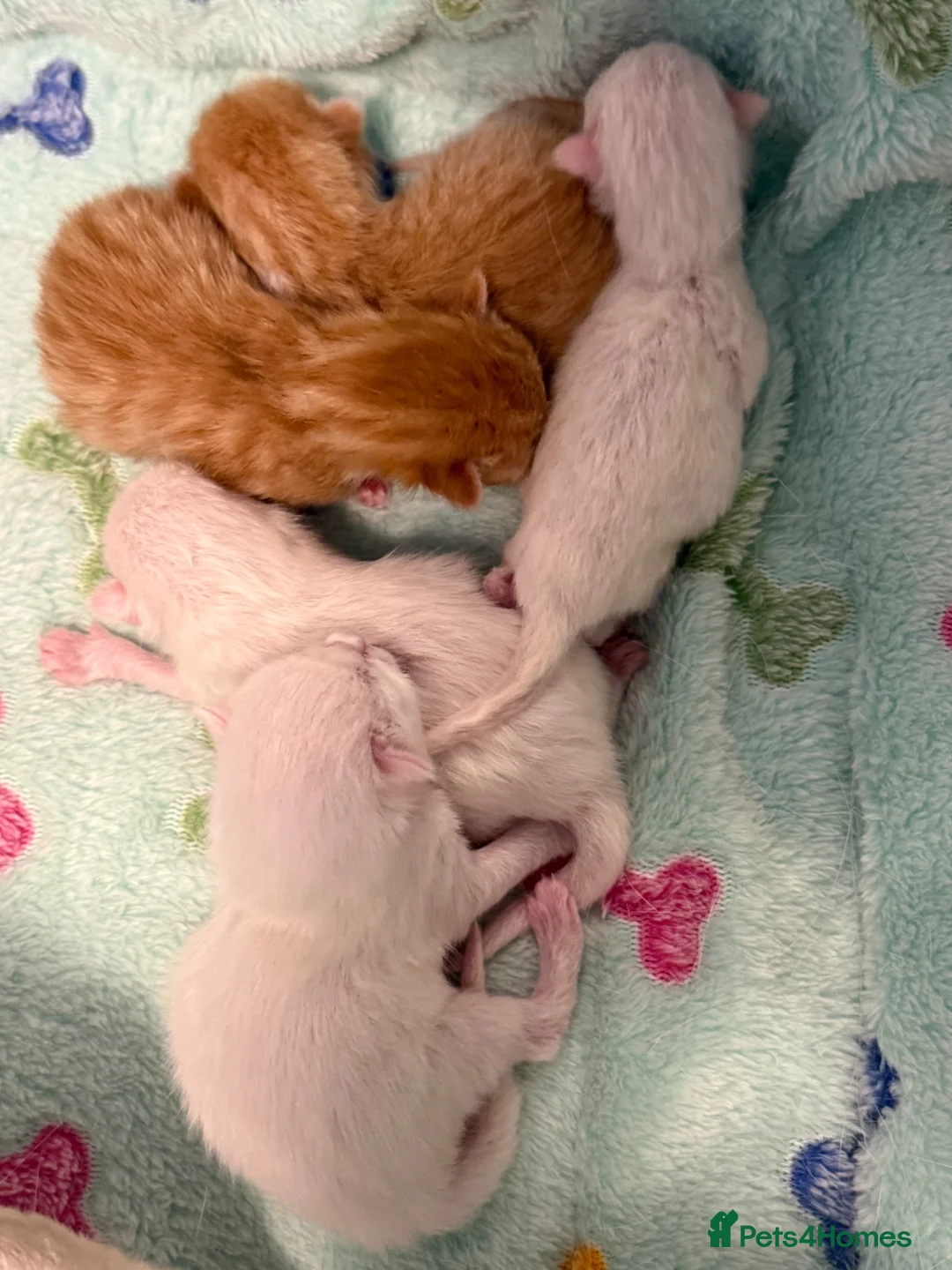 Mixed Breed cats for sale: ** 2 ginger Girls & 3 pure white girls ** - Advert 12