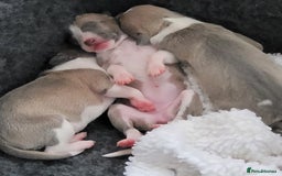 Italian Greyhound dogs for sale: Adorable Italian Greyhound girls - Image 6