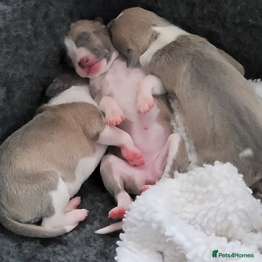 Italian Greyhound dogs for sale: Adorable Italian Greyhound girls - Image 6