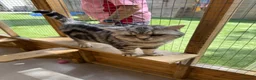 British Shorthair cats for sale: British Shorthair  - Advert 2