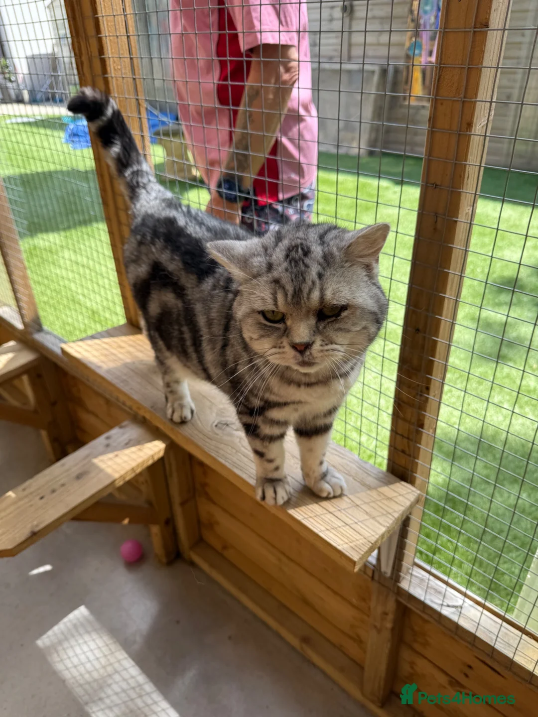 British Shorthair cats for sale: British Shorthair  - Advert 2
