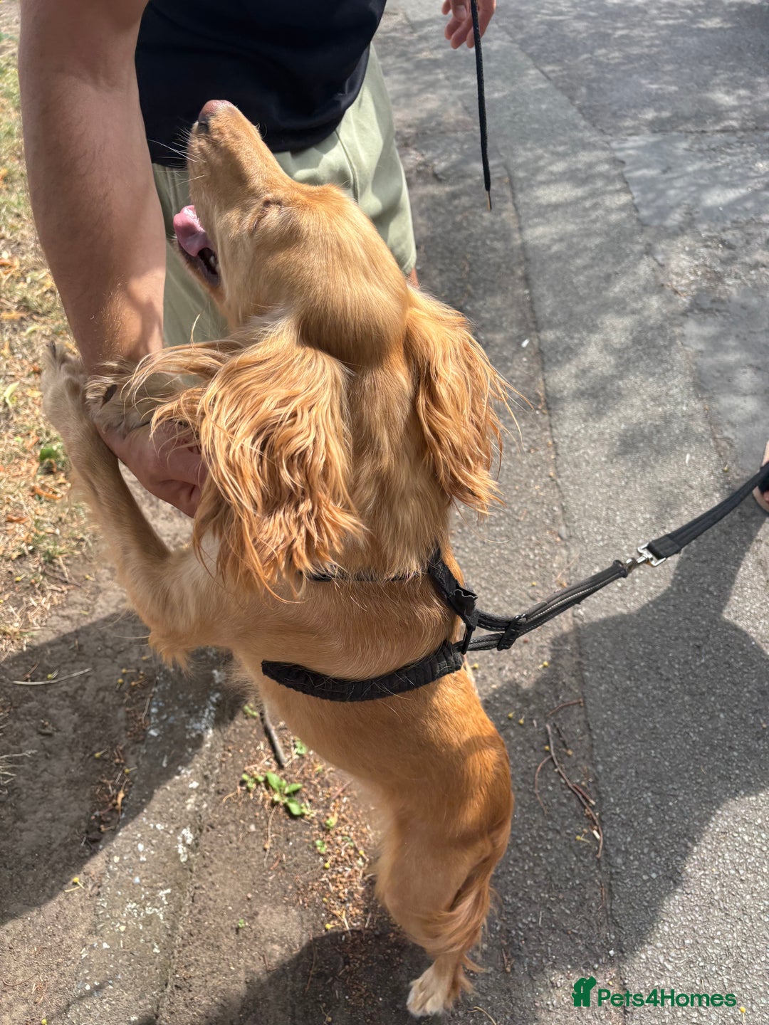 Cocker Spaniel dogs for sale: 🐾 Beautiful Cocker Spaniel Puppies Available 🐾 - Advert 2