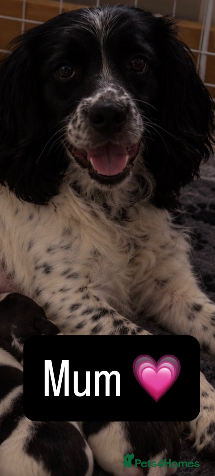 Sprocker dogs Sprocker spaniel pups, ready to go!  - Advert 1