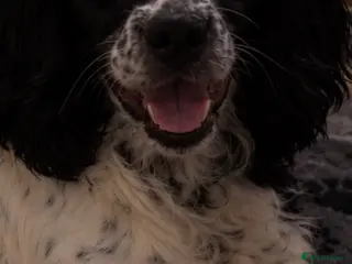 Sprocker dogs Sprocker spaniel pups, ready to go! - Advert 1