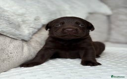 Labrador Retriever dogs for sale: Stunning chocolate Labrador’s with silver jeans  - Image 4