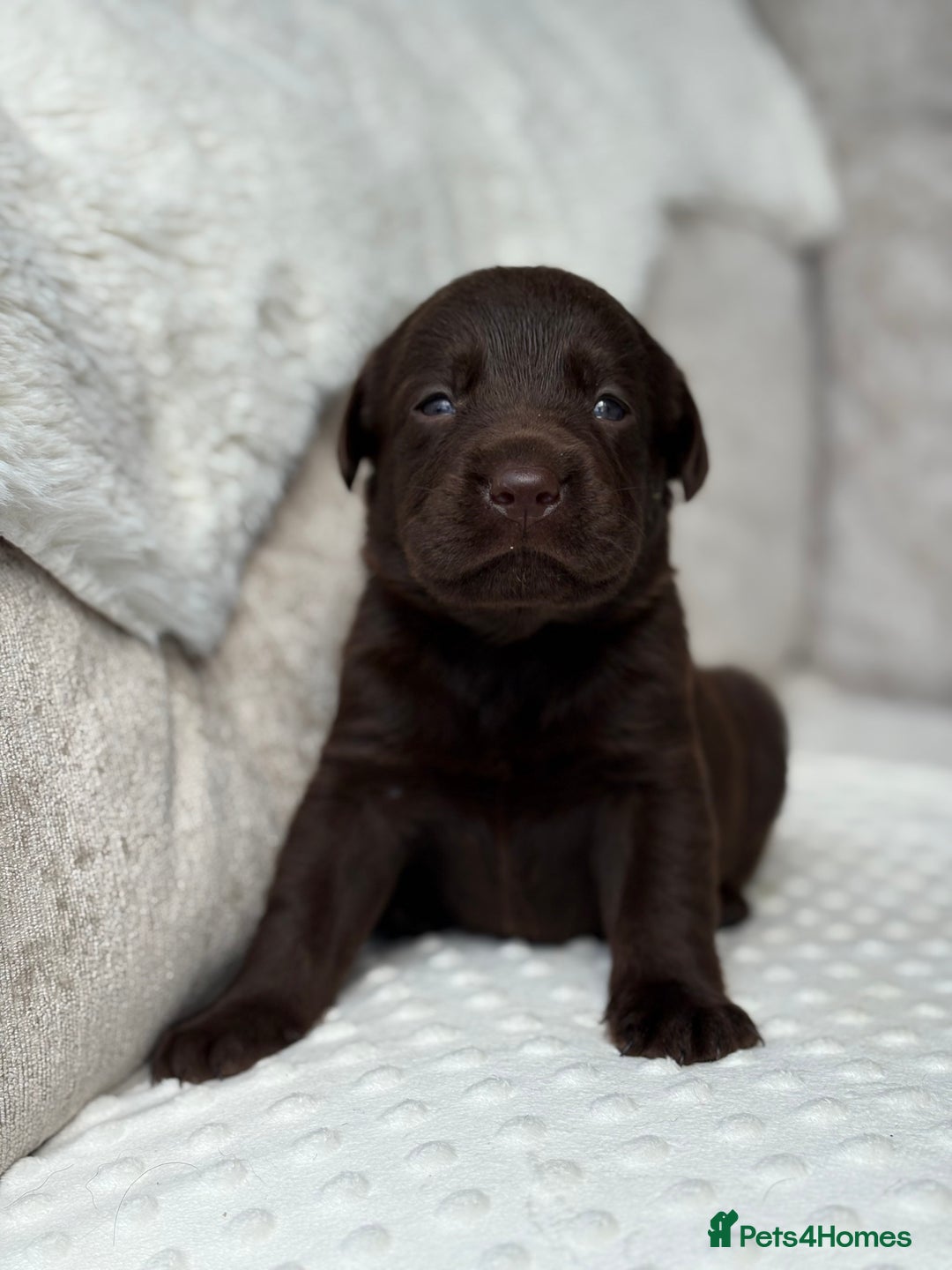 Labrador Retriever dogs for sale: Stunning chocolate Labrador’s with silver jeans  - Image 4