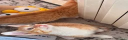 Mixed Breed cats for adoption: Costel for adoption in Waterlooville - Advert 4