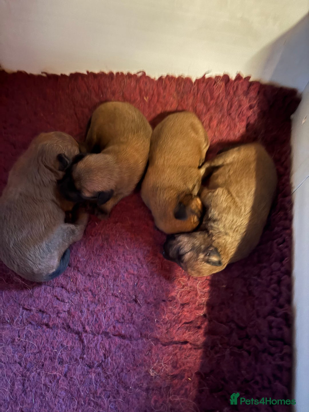 Irish Terrier dogs for sale: Irish Terrier female pup  - Advert 3