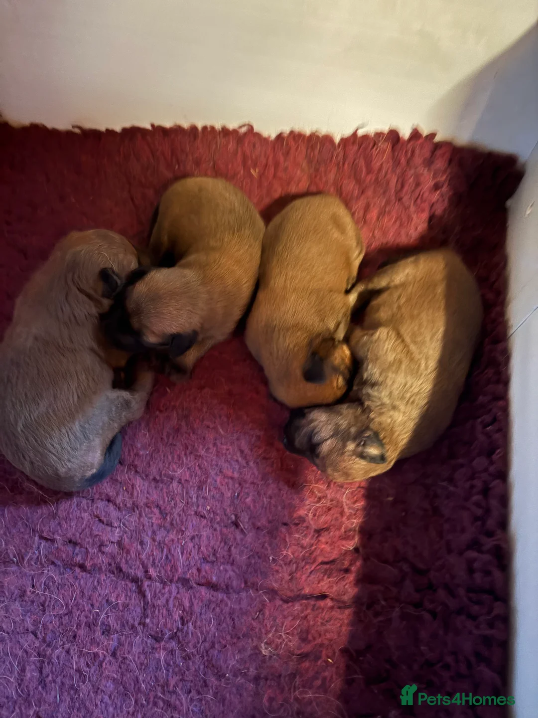 Irish Terrier dogs for sale: Irish Terrier female pup  - Advert 3