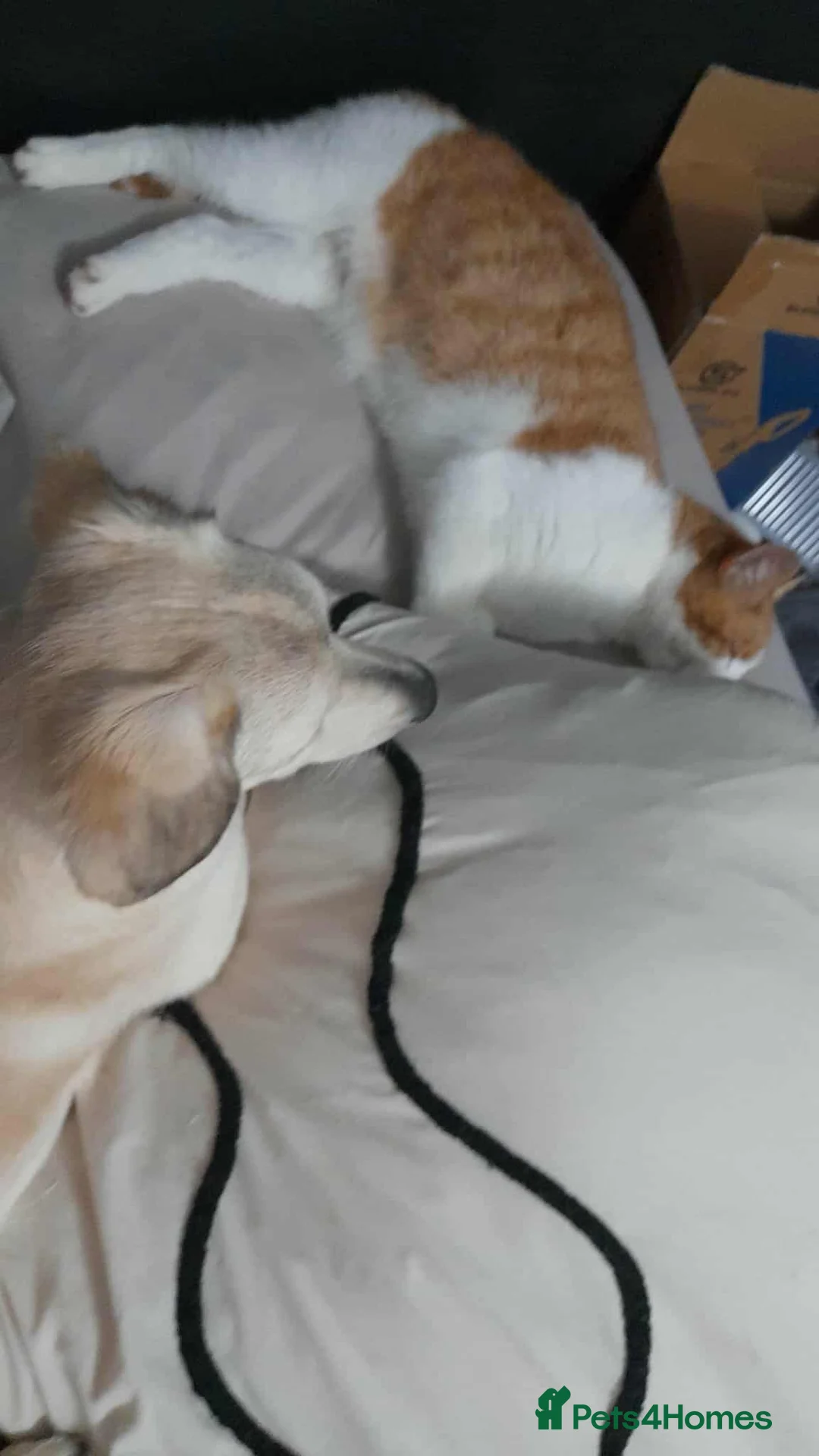 Mixed Breed dogs for adoption: ROXANNE - Advert 16