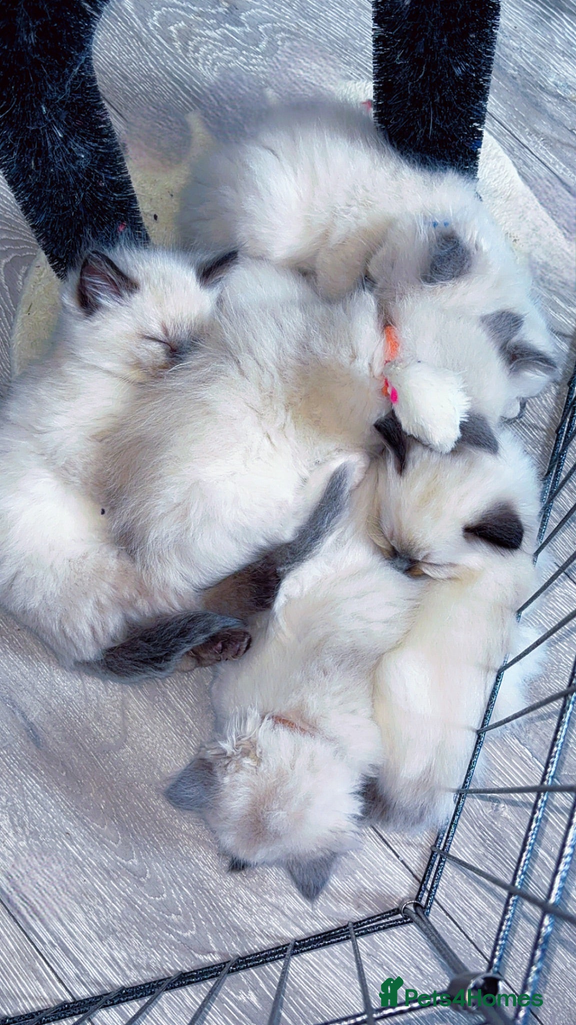 Ragdoll cats 🎀fluffy pedigree Ragdoll babies🎀 - Advert 2