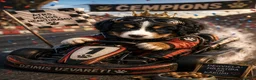 Bernese Mountain Dog dogs for sale: Bernesse pups in Coventry - Advert 8