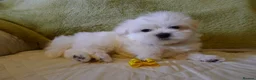 Maltese dogs for sale: KC MALTESE Puppies Males and Female in Bristol - Advert 10