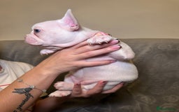 French Bulldog dogs for sale: French bulldog pups  - Image 6