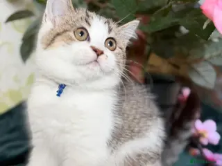 Brazilian Shorthair cats TIKA Beautiful British Shorthair Girls - Advert 3