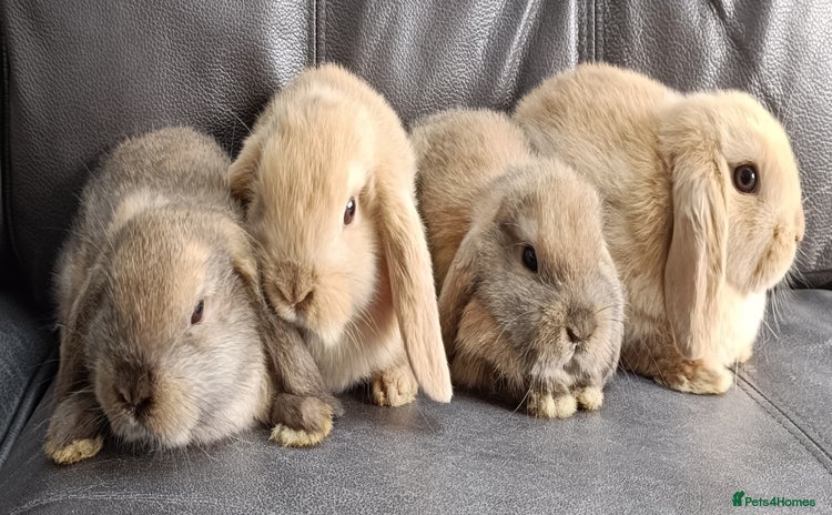 Mini Lop rabbits - Advert 1