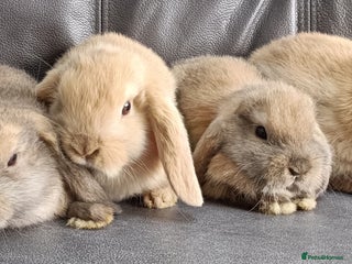 Mini Lop rabbits - Advert 6