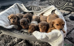 Dachshund dogs for sale: Stunning long haired miniature daxi puppies    - Image 1