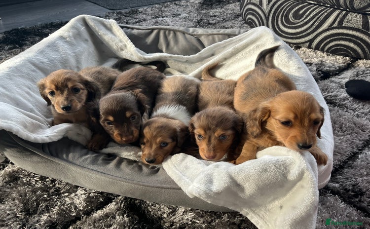 Dachshund dogs - Advert 1