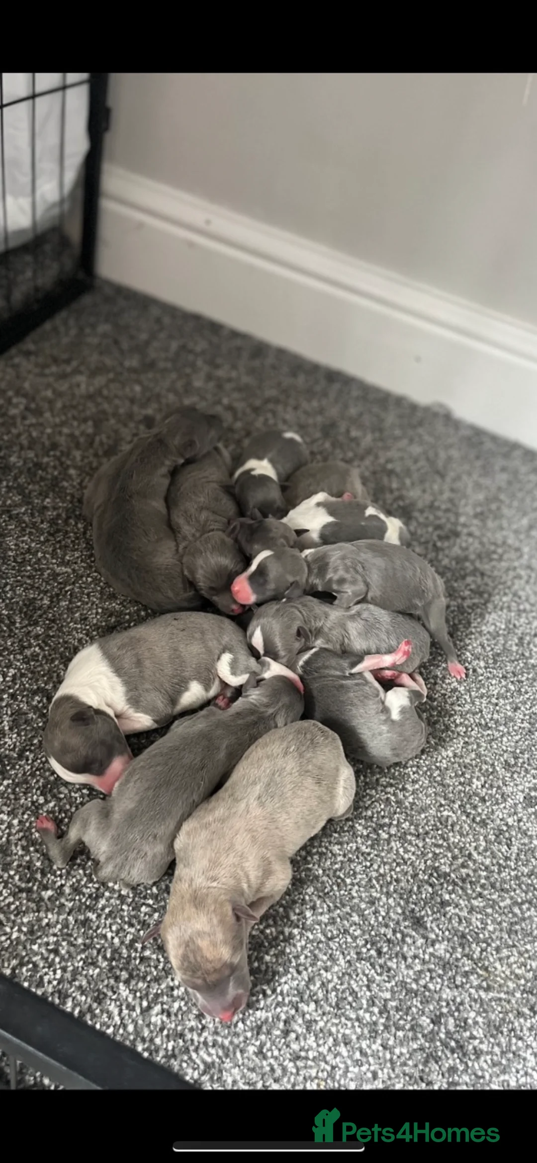 Whippet dogs for stud: Small 19",heart test clear,Full Blue Kc reg stud in Bishop Auckland - Advert 21