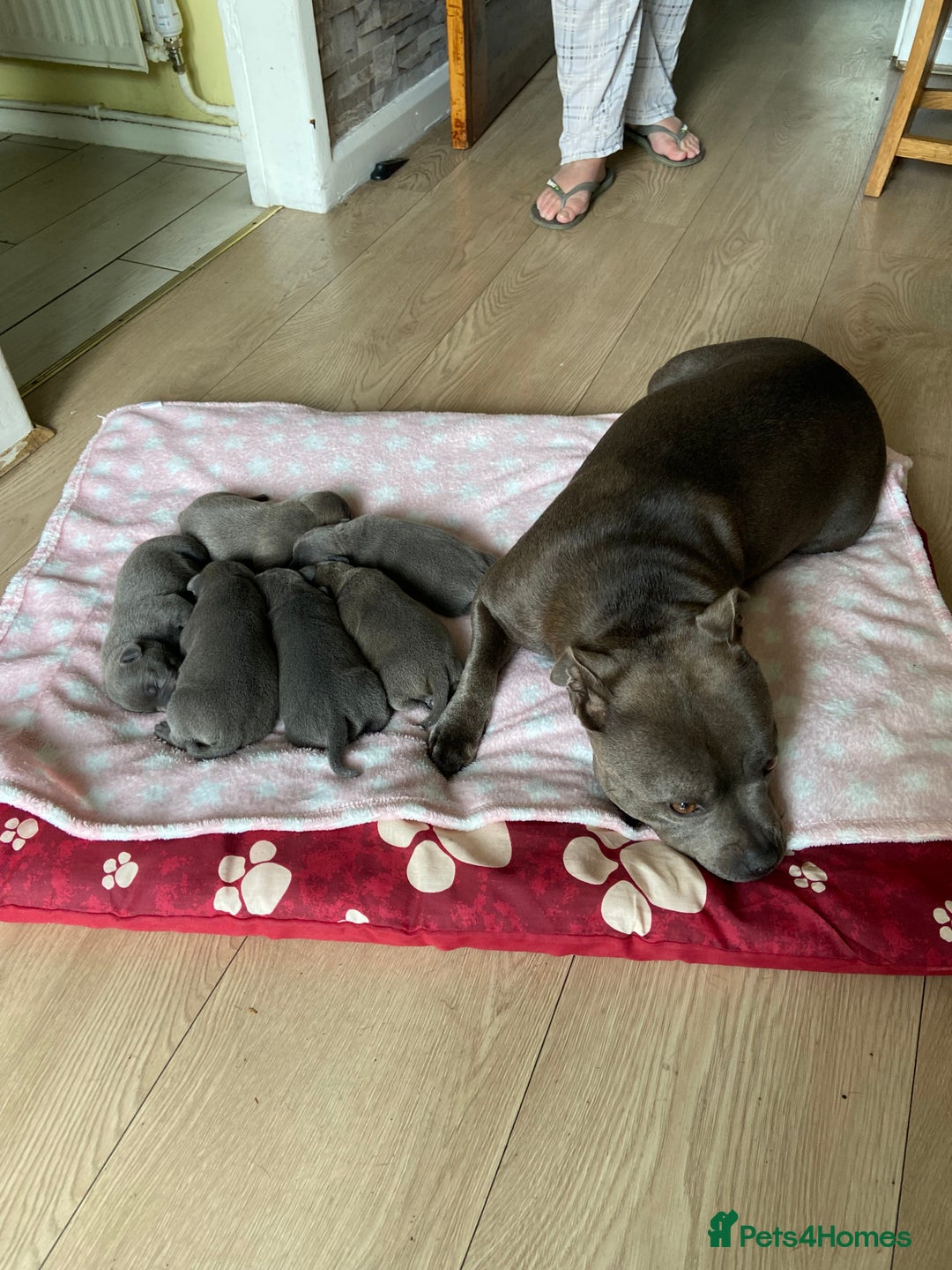 Staffordshire Bull Terrier dogs for sale: solid blues - Image 11