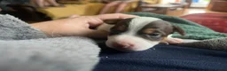 Jack Russell dogs for sale: Working jack russell puppies  - Advert 19