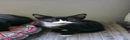 Mixed Breed cats for sale: Gorgeous Black and white male kitten - Advert 6
