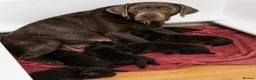 Labrador Retriever dogs for sale: Beautiful KC Chocolate Labrador Retriever Puppies - Advert 9