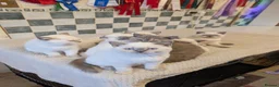 British Shorthair cats for sale: Beautiful British shorthair kittens - Advert 3