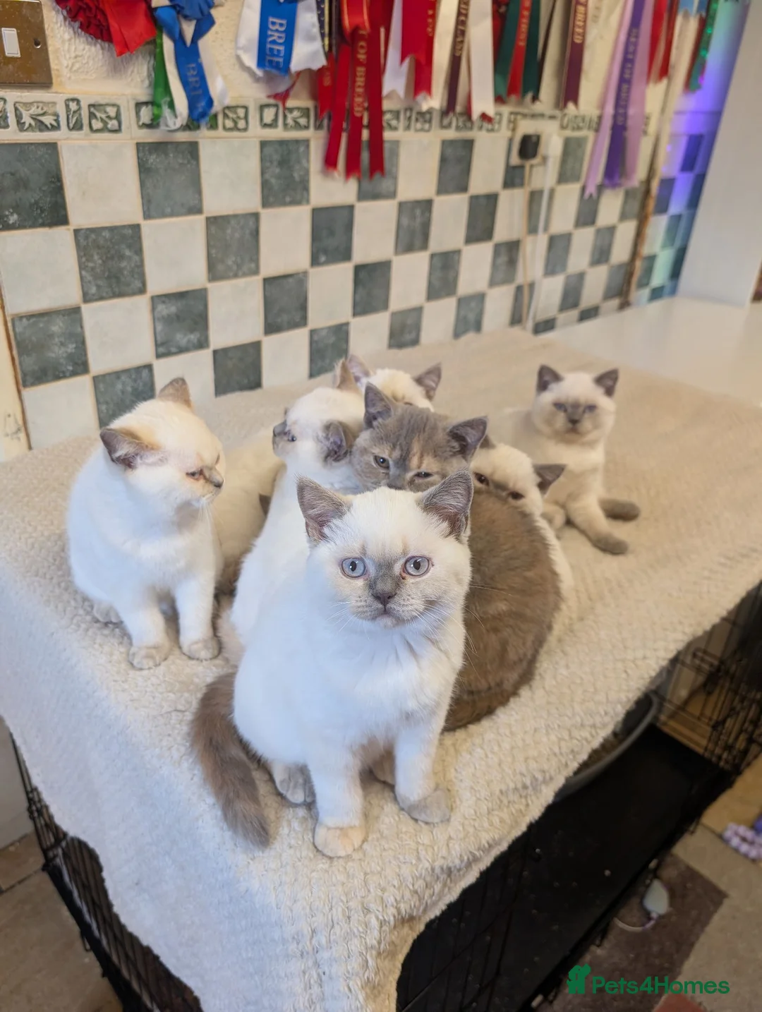 British Shorthair cats for sale: Beautiful British shorthair kittens - Advert 3